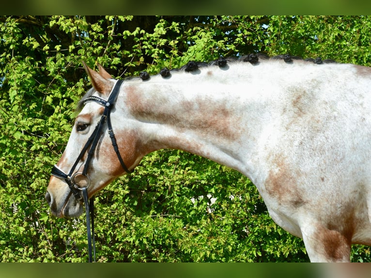 Appaloosa Merrie 12 Jaar 158 cm Appaloosa in Würzburg