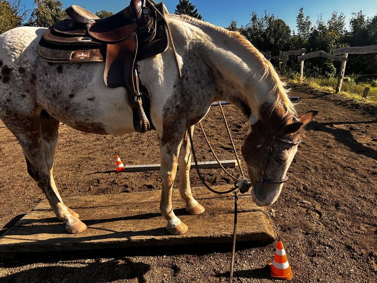 Appaloosa Merrie 12 Jaar in Krautscheid