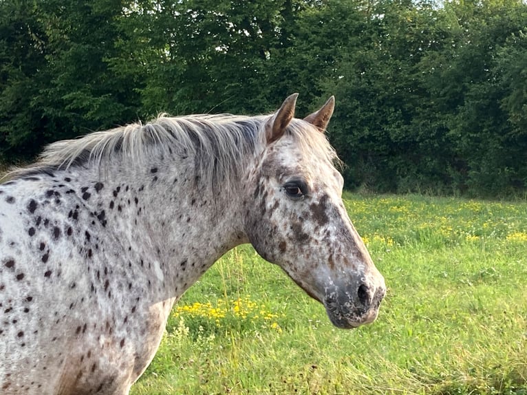 Appaloosa Merrie 13 Jaar 134 cm Appaloosa in Dinkelsb&#xFC;hl