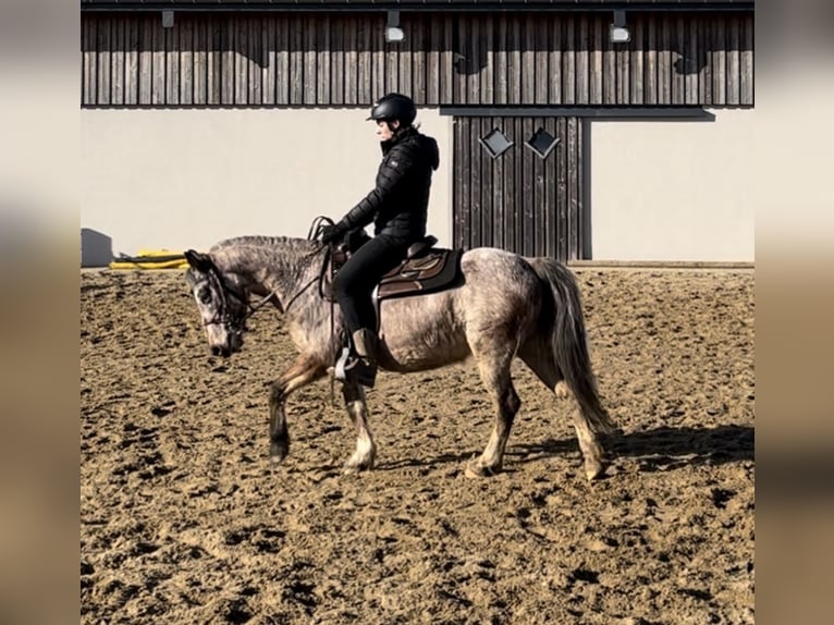 Appaloosa Mix Merrie 13 Jaar 137 cm Appaloosa in Daleiden
