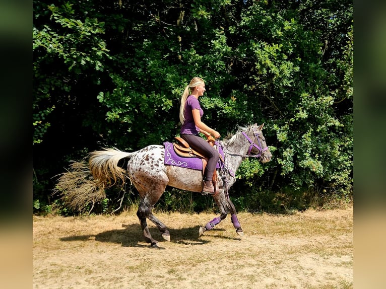 Appaloosa Merrie 13 Jaar 148 cm Appaloosa in Linkenbach