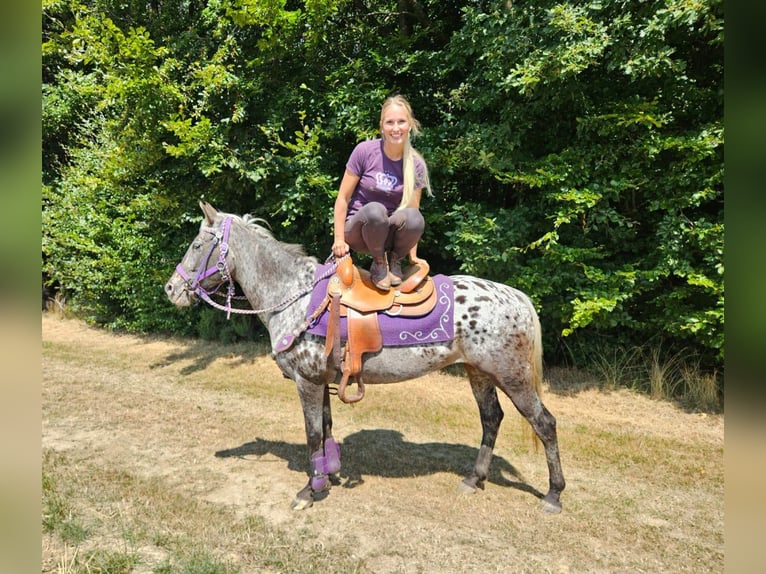 Appaloosa Merrie 13 Jaar 148 cm Appaloosa in Linkenbach