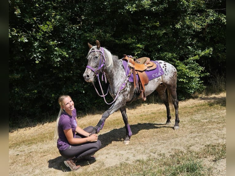Appaloosa Merrie 13 Jaar 148 cm Appaloosa in Linkenbach