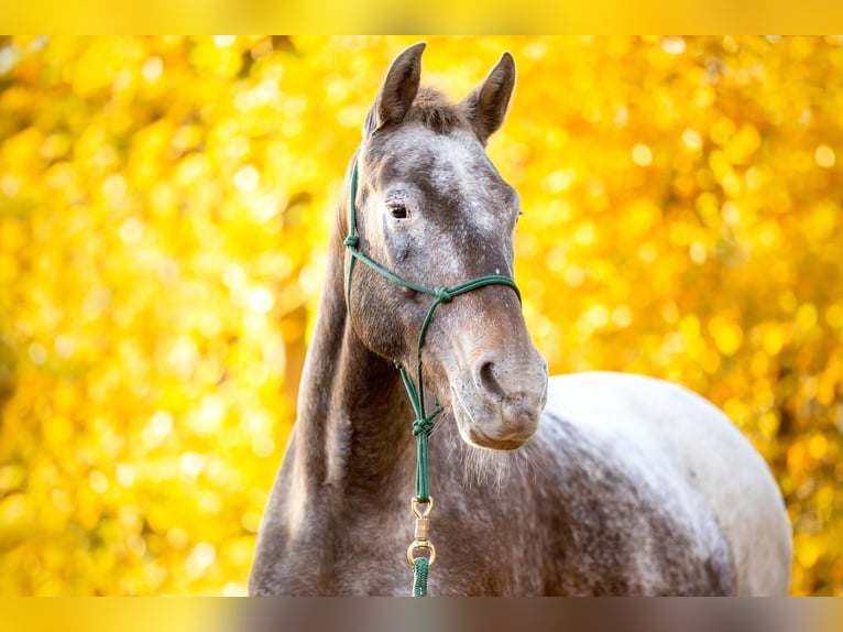 Appaloosa Mix Merrie 13 Jaar 148 cm Roan-Red in Burgwedel