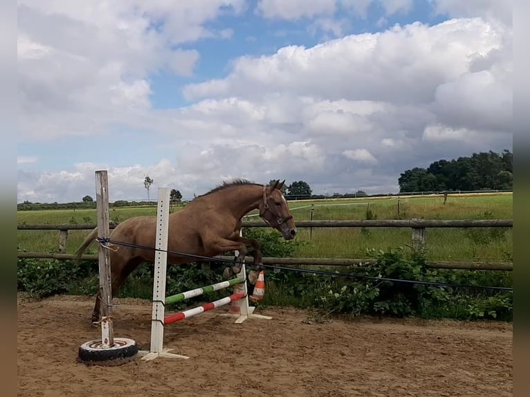 Appaloosa Mix Merrie 13 Jaar 158 cm  in Hamwarde