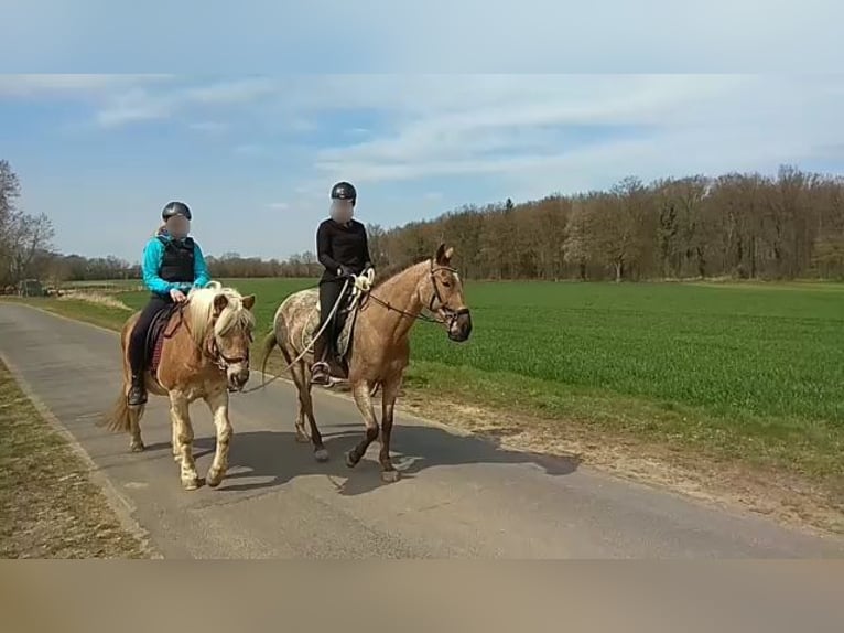 Appaloosa Mix Merrie 13 Jaar 158 cm  in Hamwarde