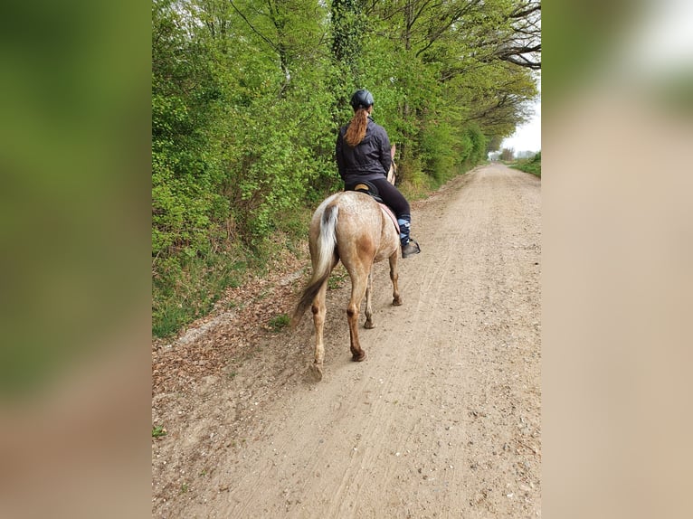 Appaloosa Mix Merrie 13 Jaar 158 cm  in Hamwarde