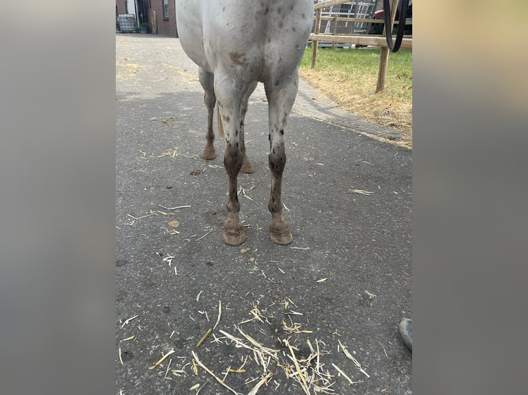 Appaloosa Merrie 14 Jaar 110 cm Appaloosa in GROTE-BROGEL