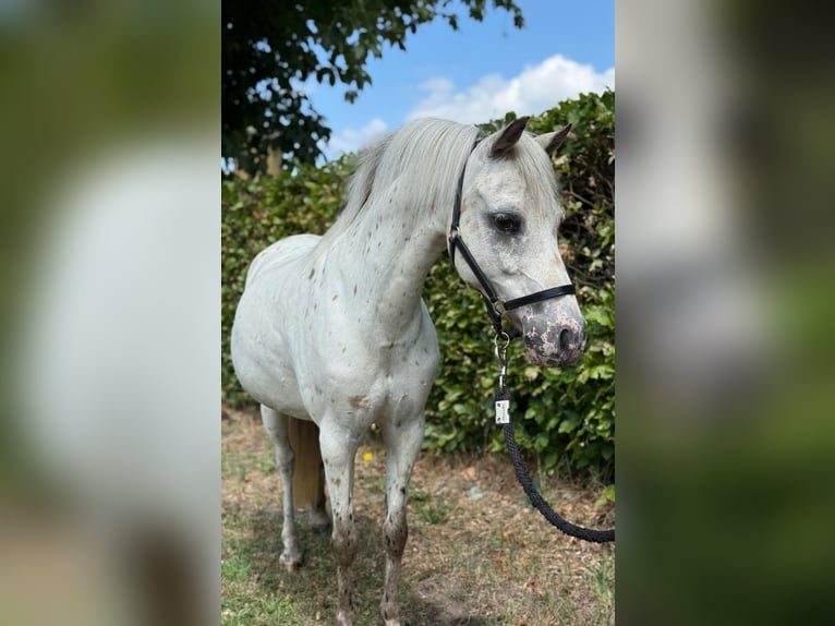 Appaloosa Merrie 14 Jaar 110 cm Appaloosa in GROTE-BROGEL