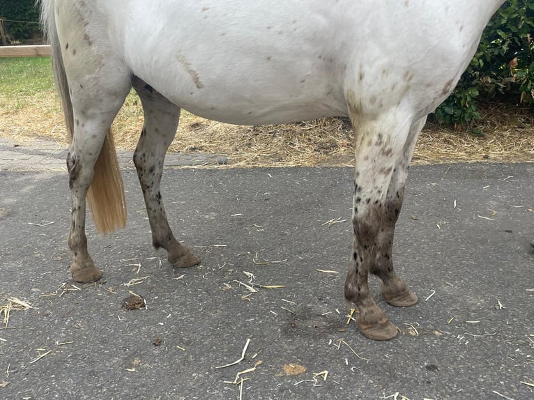 Appaloosa Merrie 14 Jaar 110 cm Appaloosa in GROTE-BROGEL