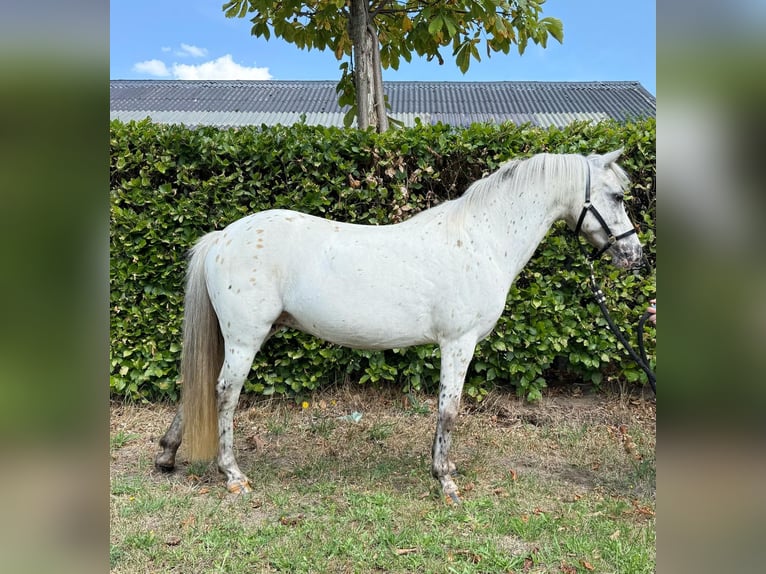 Appaloosa Merrie 14 Jaar 110 cm Appaloosa in GROTE-BROGEL