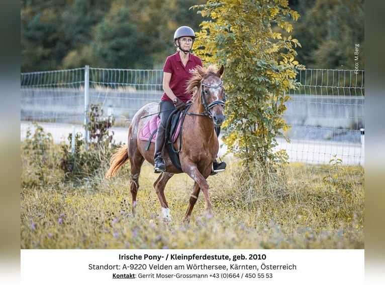 Appaloosa Mix Merrie 14 Jaar 142 cm in Velden