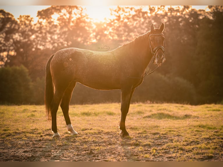 Appaloosa Merrie 14 Jaar 148 cm Bruin in Amersfoort