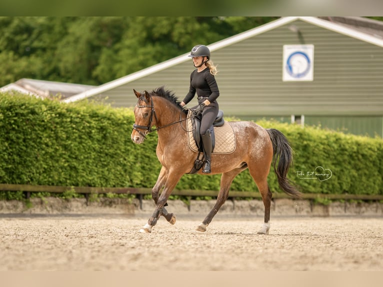 Appaloosa Merrie 14 Jaar 148 cm Bruin in Amersfoort