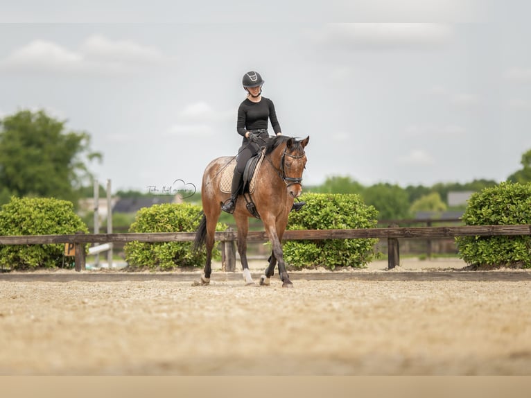 Appaloosa Merrie 14 Jaar 148 cm Bruin in Amersfoort