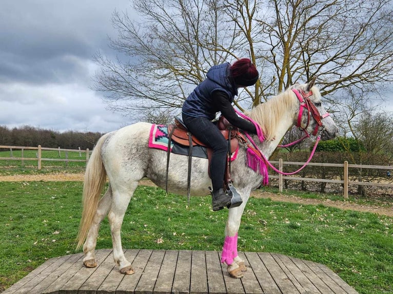 Appaloosa Merrie 14 Jaar 148 cm Gevlekt-paard in Linkenbach