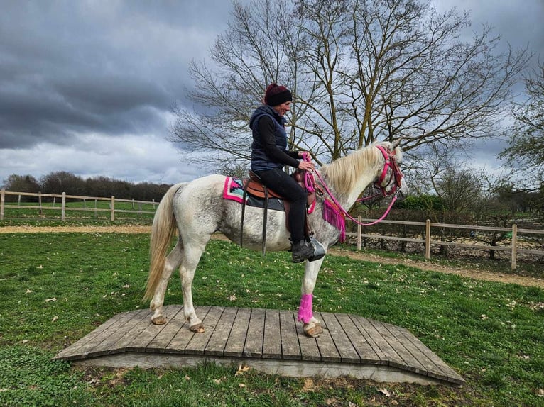Appaloosa Merrie 14 Jaar 148 cm Gevlekt-paard in Linkenbach