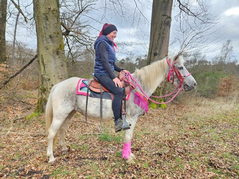 Appaloosa Merrie 14 Jaar 148 cm Gevlekt-paard in Linkenbach