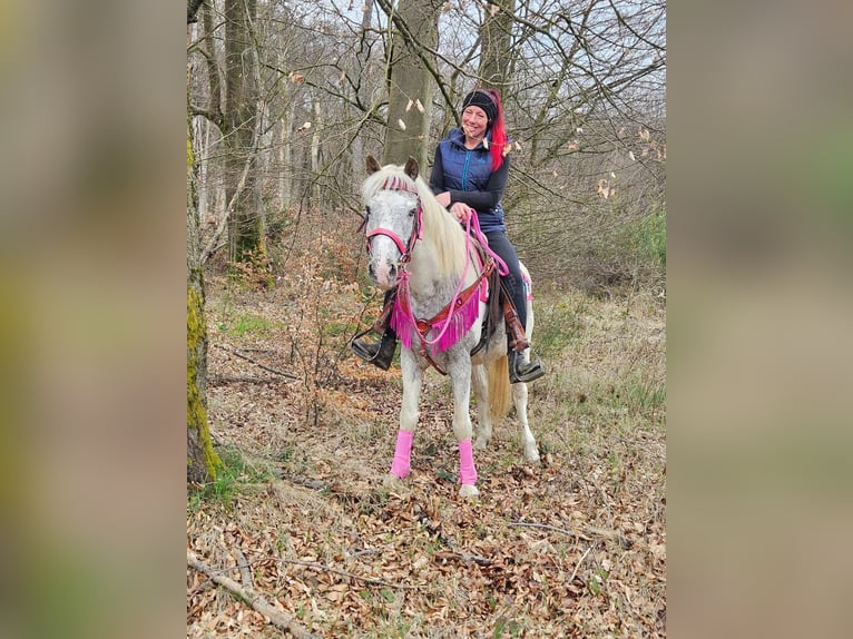Appaloosa Merrie 14 Jaar 148 cm Gevlekt-paard in Linkenbach