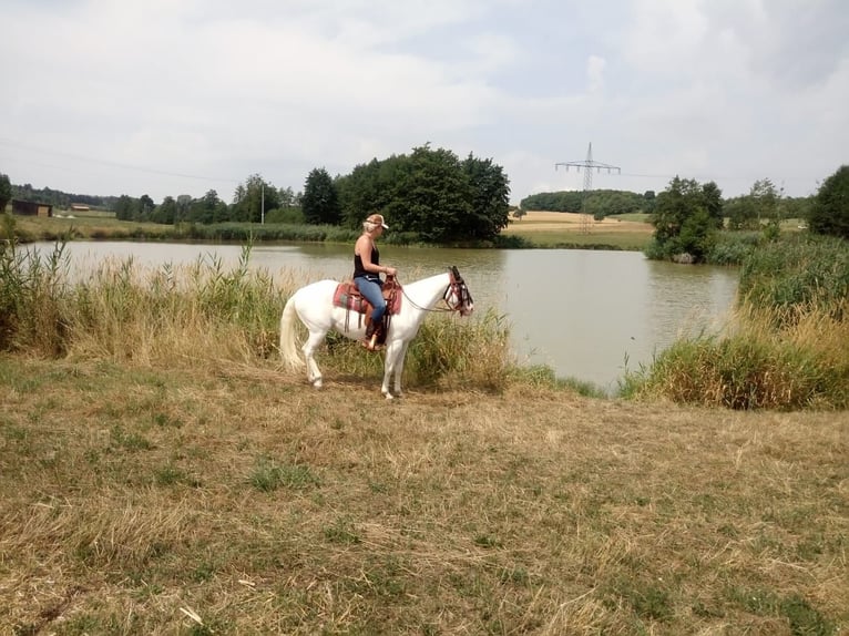Appaloosa Merrie 14 Jaar 151 cm Wit in Nördlingen