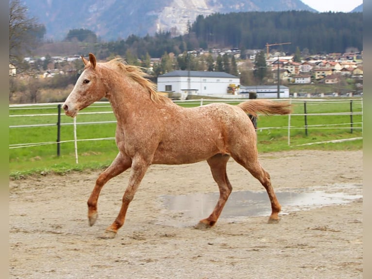 Appaloosa Merrie 14 Jaar 152 cm Appaloosa in Kirchbichl