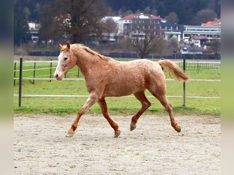 Appaloosa Merrie 14 Jaar 152 cm Appaloosa in Kirchbichl