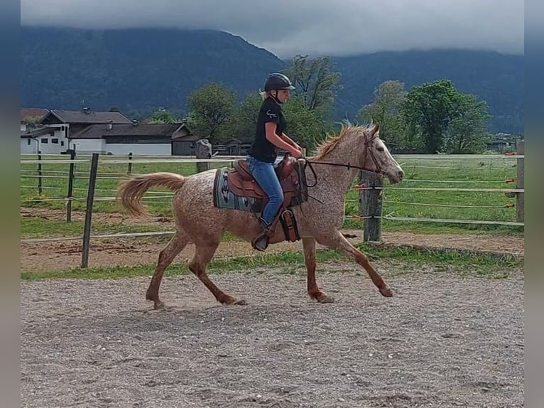 Appaloosa Merrie 14 Jaar 152 cm Appaloosa in Kirchbichl