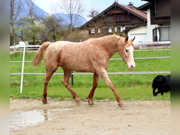 Appaloosa Merrie 14 Jaar 152 cm Appaloosa in Kirchbichl