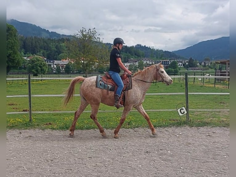 Appaloosa Merrie 14 Jaar 152 cm Appaloosa in Kirchbichl