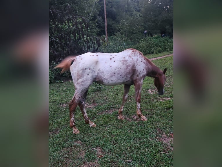 Appaloosa Merrie 14 Jaar 152 cm Rood schimmel in Goodman