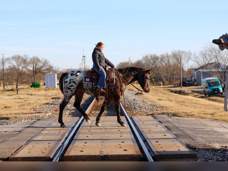 Appaloosa Merrie 14 Jaar 152 cm  in Forney