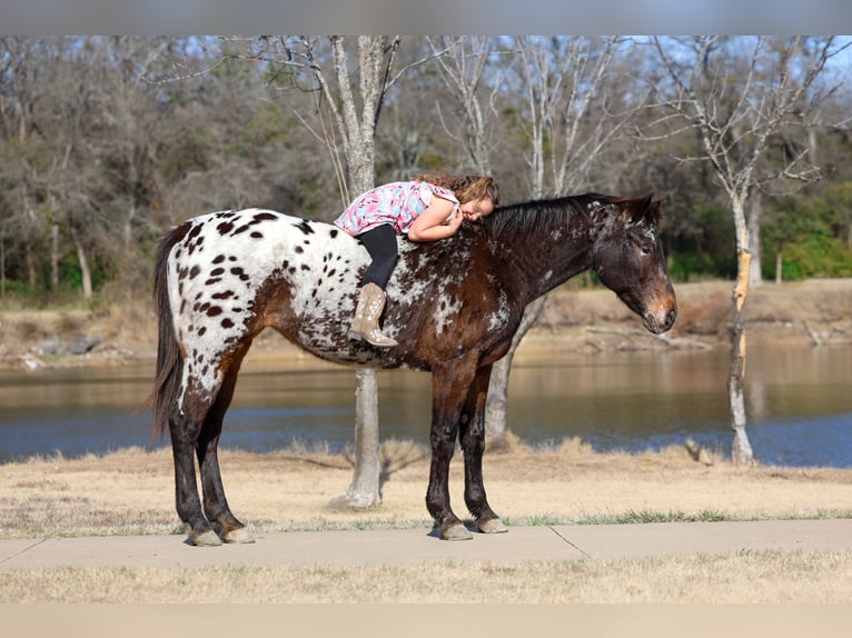 Appaloosa Merrie 14 Jaar 152 cm  in Forney