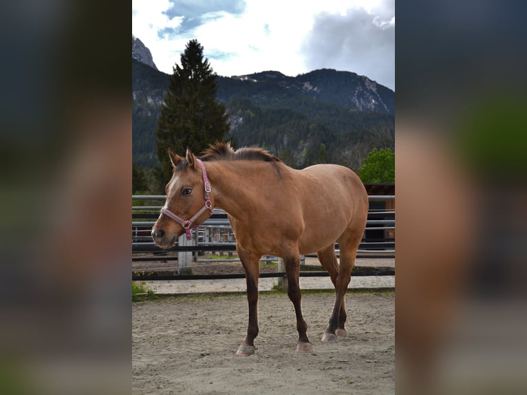 Appaloosa Merrie 14 Jaar 155 cm Bruin in Unterletzen