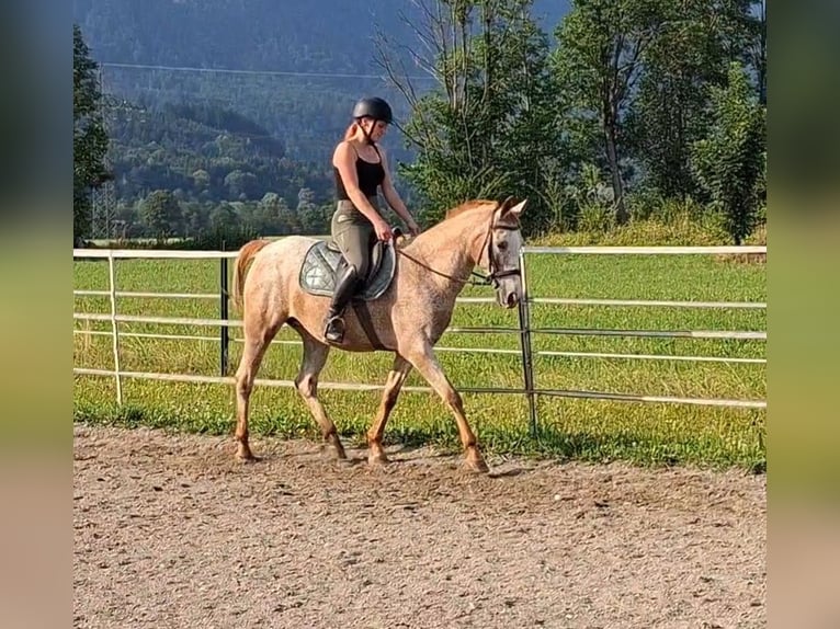 Appaloosa Merrie 15 Jaar 147 cm Appaloosa in Kirchbichl
