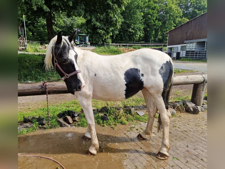 Appaloosa Mix Merrie 15 Jaar 150 cm Gevlekt-paard in Greifenstein