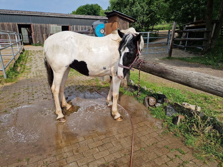 Appaloosa Mix Merrie 15 Jaar 150 cm Gevlekt-paard in Greifenstein