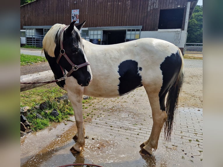 Appaloosa Mix Merrie 15 Jaar 150 cm Gevlekt-paard in Greifenstein