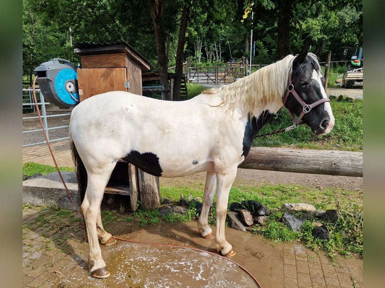 Appaloosa Mix Merrie 15 Jaar 150 cm Gevlekt-paard in Greifenstein