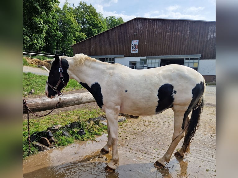 Appaloosa Mix Merrie 15 Jaar 150 cm Gevlekt-paard in Greifenstein