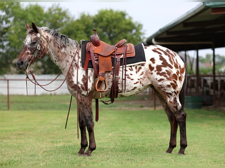 Appaloosa Merrie 15 Jaar 152 cm in Forney
