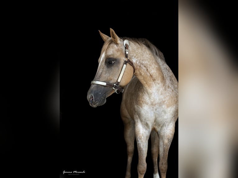 Appaloosa Merrie 15 Jaar 153 cm  in Cremona