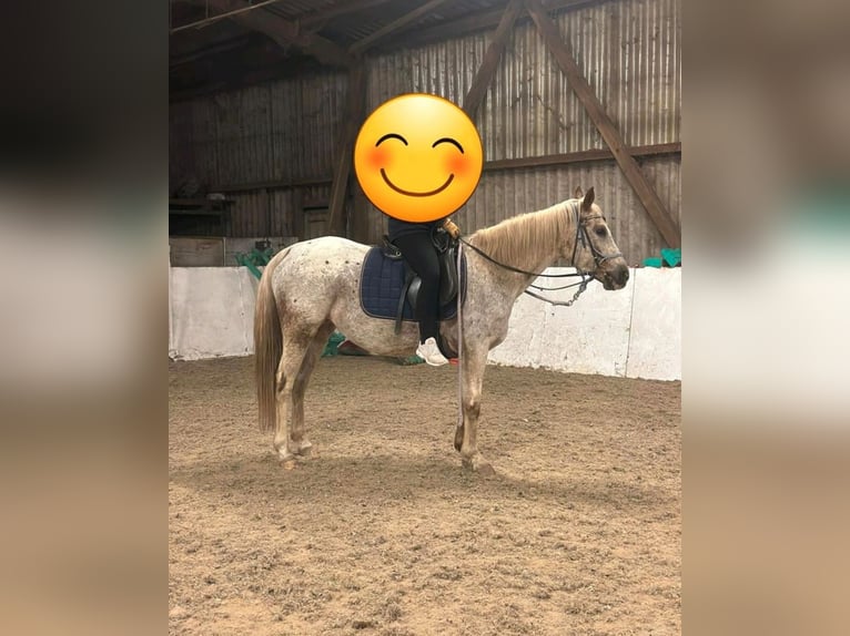 Appaloosa Merrie 15 Jaar in Weilerswist