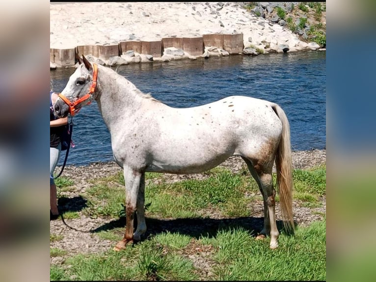 Appaloosa Merrie 15 Jaar in Weilerswist