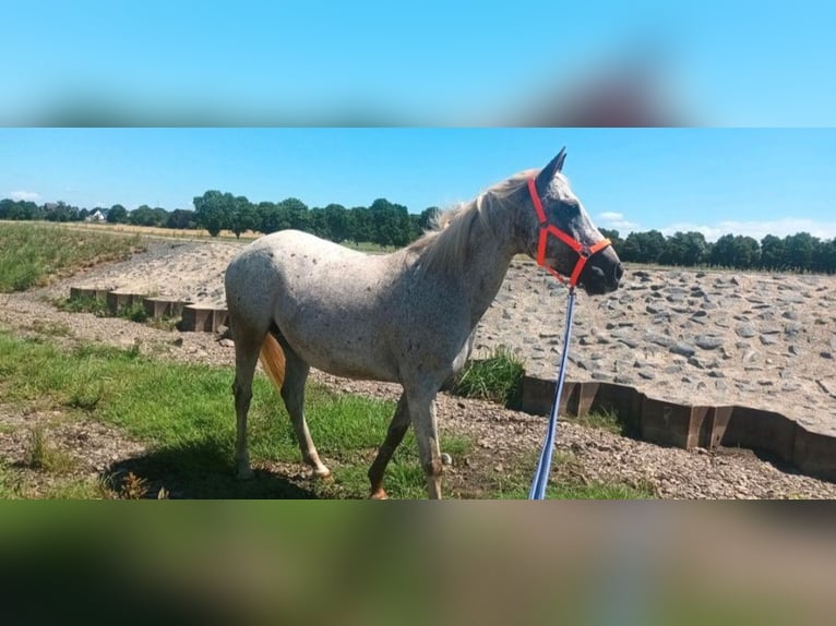 Appaloosa Merrie 15 Jaar in Weilerswist