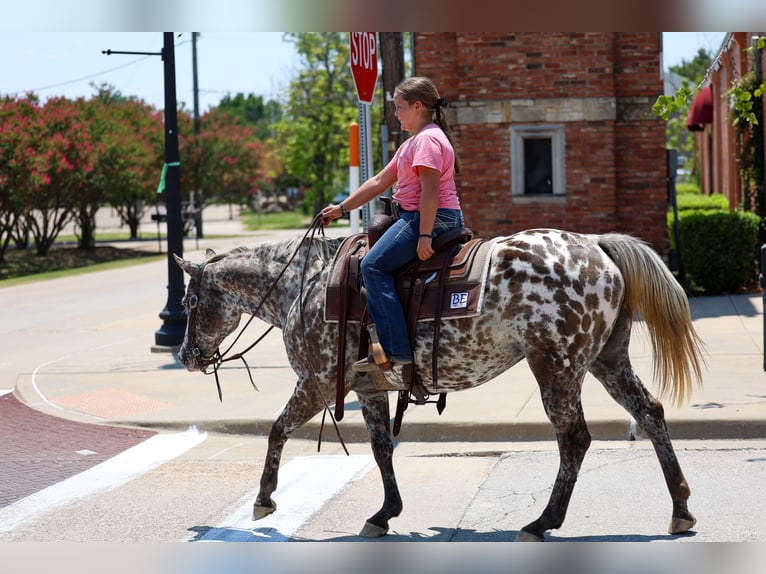 Appaloosa Merrie 15 Jaar  in Terrell