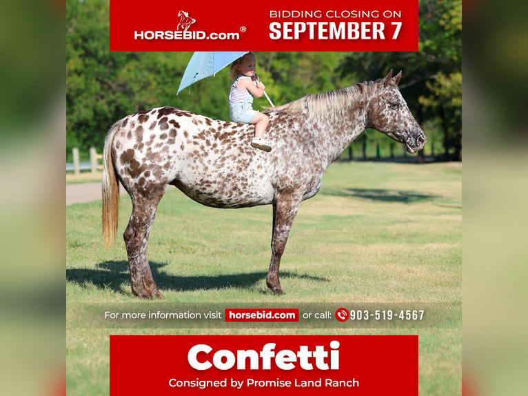 Appaloosa Merrie 15 Jaar  in Terrell