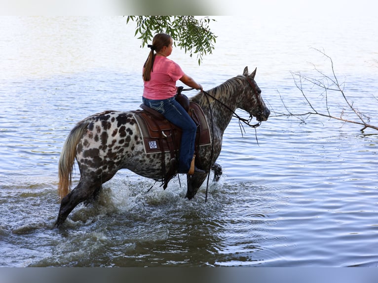 Appaloosa Merrie 15 Jaar  in Terrell
