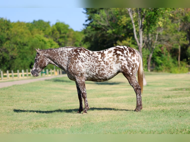 Appaloosa Merrie 15 Jaar  in Terrell