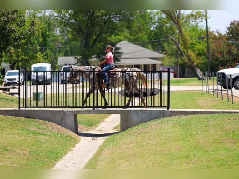 Appaloosa Merrie 15 Jaar  in Terrell