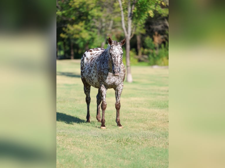 Appaloosa Merrie 15 Jaar  in Terrell